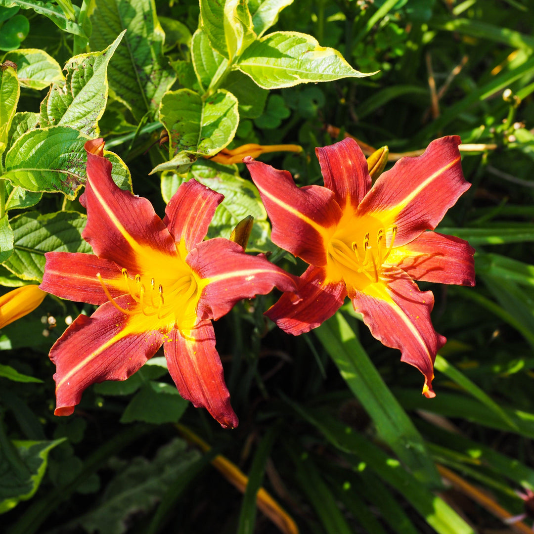 Hemerocallis 'Autumn Red' ~ Autumn Red Daylily-ServeScape