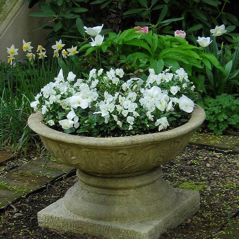 Viola x wittrockiana 'Inspire DeluXXe White' ~ Inspire DeluXXe® White Pansy-ServeScape