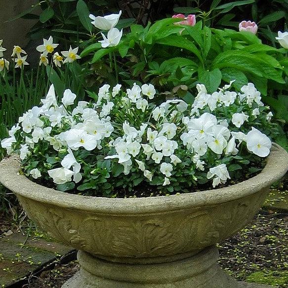 Viola x wittrockiana 'Inspire Plus White' ~ Inspire® Plus White Pansy-ServeScape