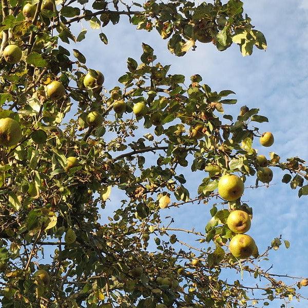 Pyrus communis 'Orient' ~ Orient Pear-ServeScape