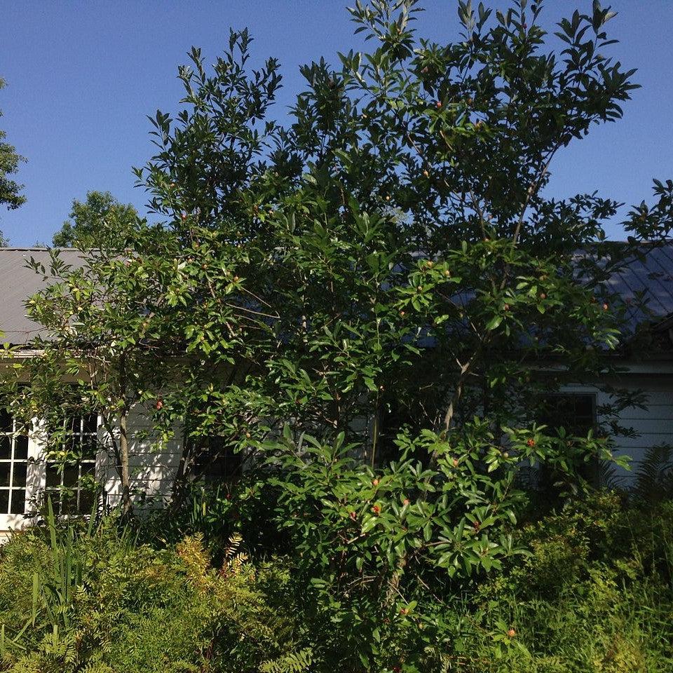 Magnolia virginiana ~ Sweet Bay Magnolia-ServeScape