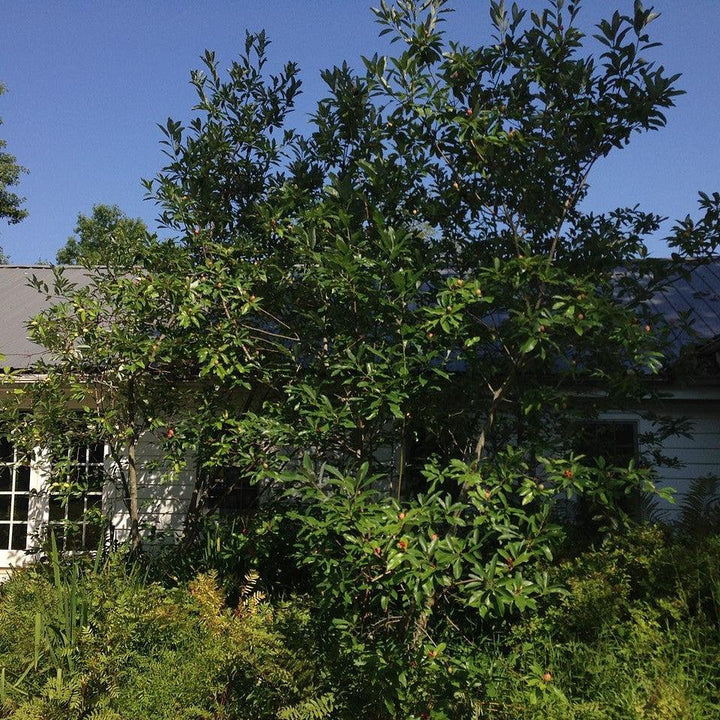 Magnolia virginiana ~ Sweet Bay Magnolia-ServeScape