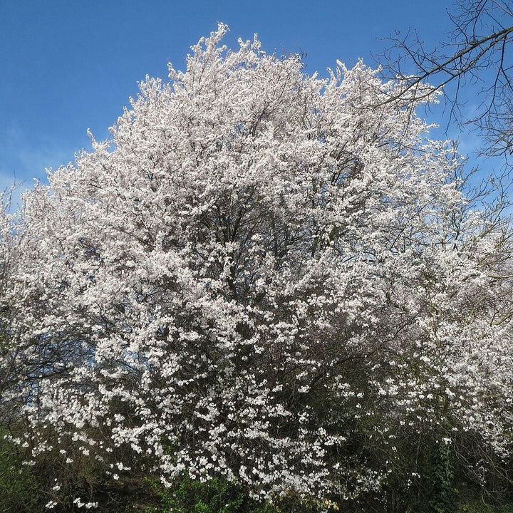 Prunus salicina 'Allred' ~ All Red Plum-ServeScape