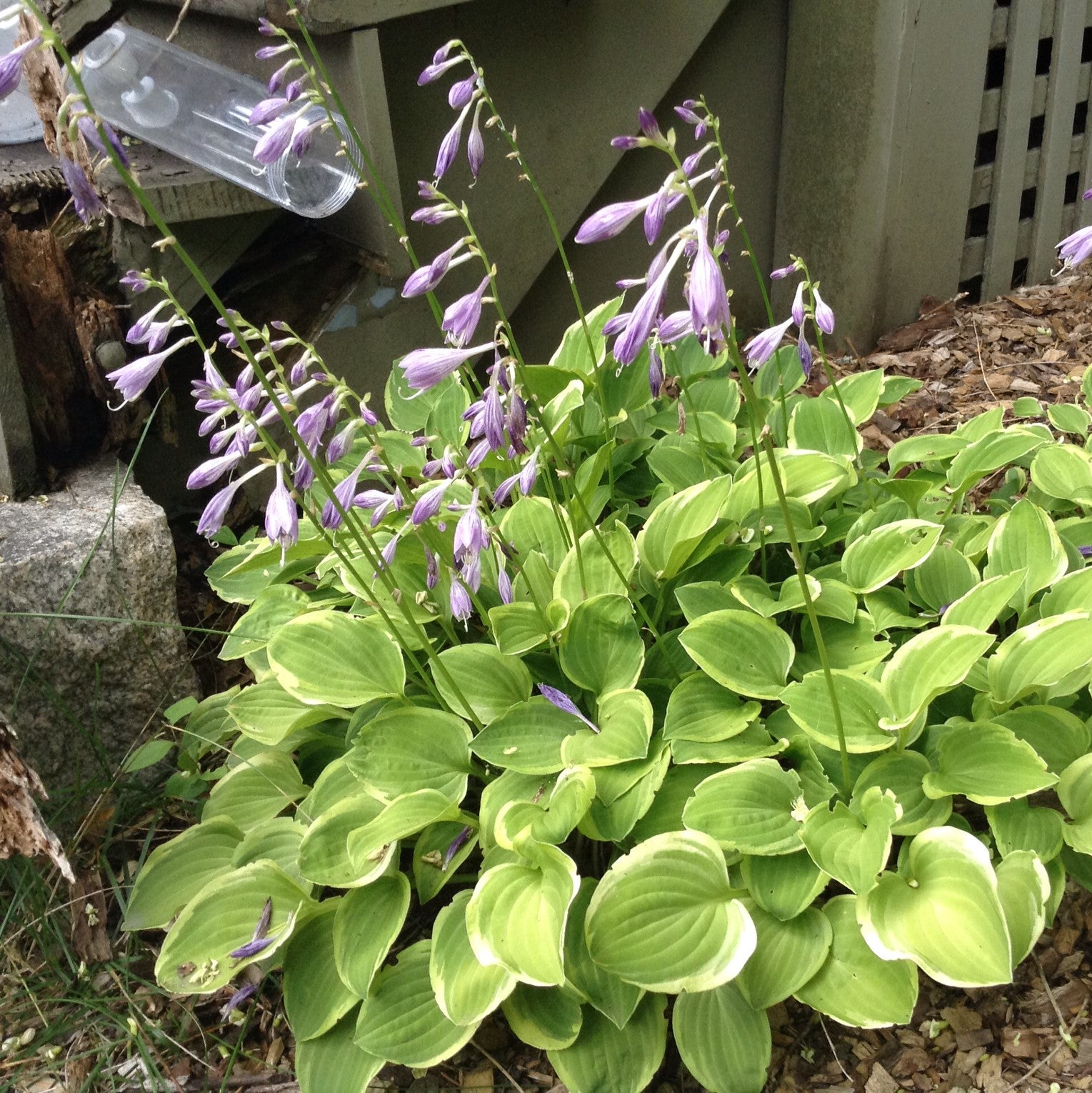 Hosta x 'Golden Tiara' ~ Golden Tiara Hosta-ServeScape