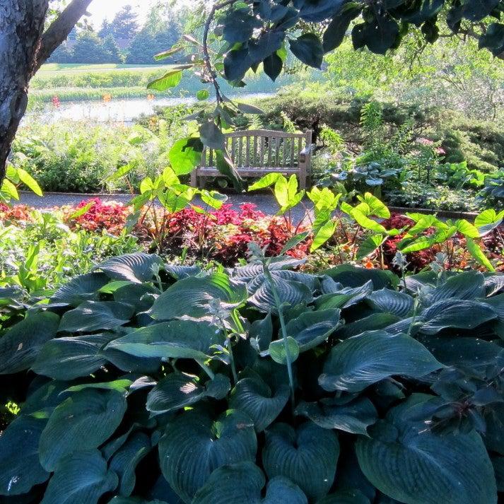 Hosta 'Blue Angel' ~ Blue Angel Hosta-ServeScape