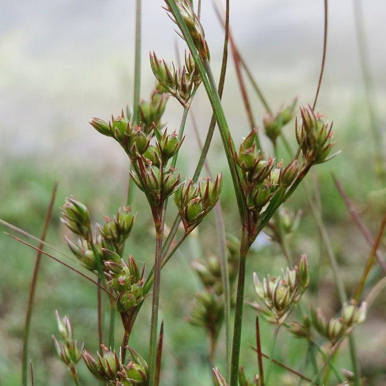 Juncus tenuis ~ Blue Dart Rush, Path Rush-ServeScape