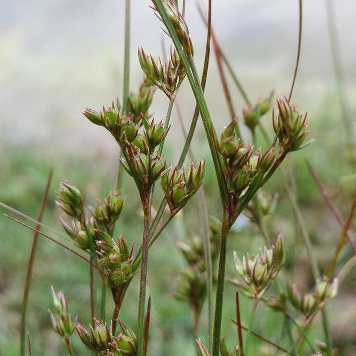 Juncus tenuis ~ Blue Dart Rush, Path Rush-ServeScape
