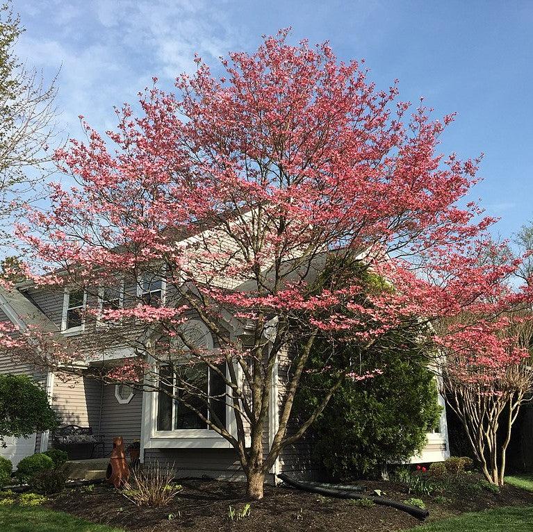 Cornus florida ~ Flowering Dogwood, Pink-ServeScape