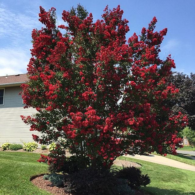 Lagerstroemia indica 'Regal Red' ~ Regal Red Crape Myrtle-ServeScape