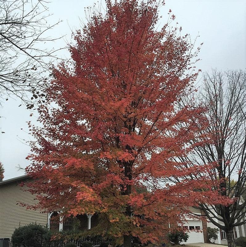 Acer x freemanii 'Celzam' ~ Celebration® Maple-ServeScape