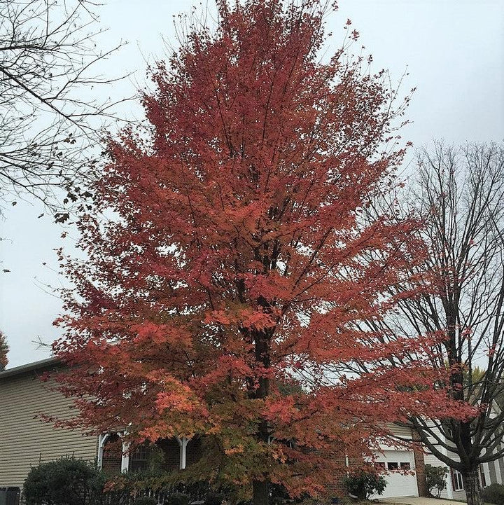 Acer x freemanii 'Celzam' ~ Celebration® Maple-ServeScape
