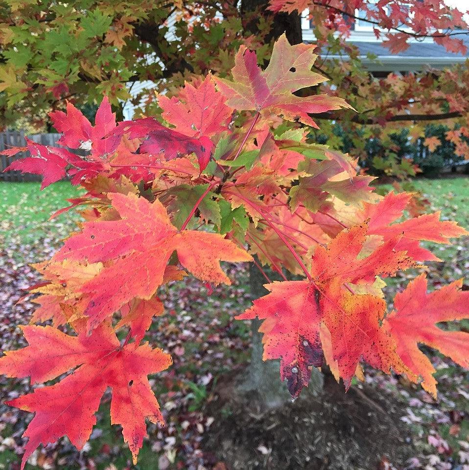 Acer x freemanii 'Celzam' ~ Celebration® Maple-ServeScape