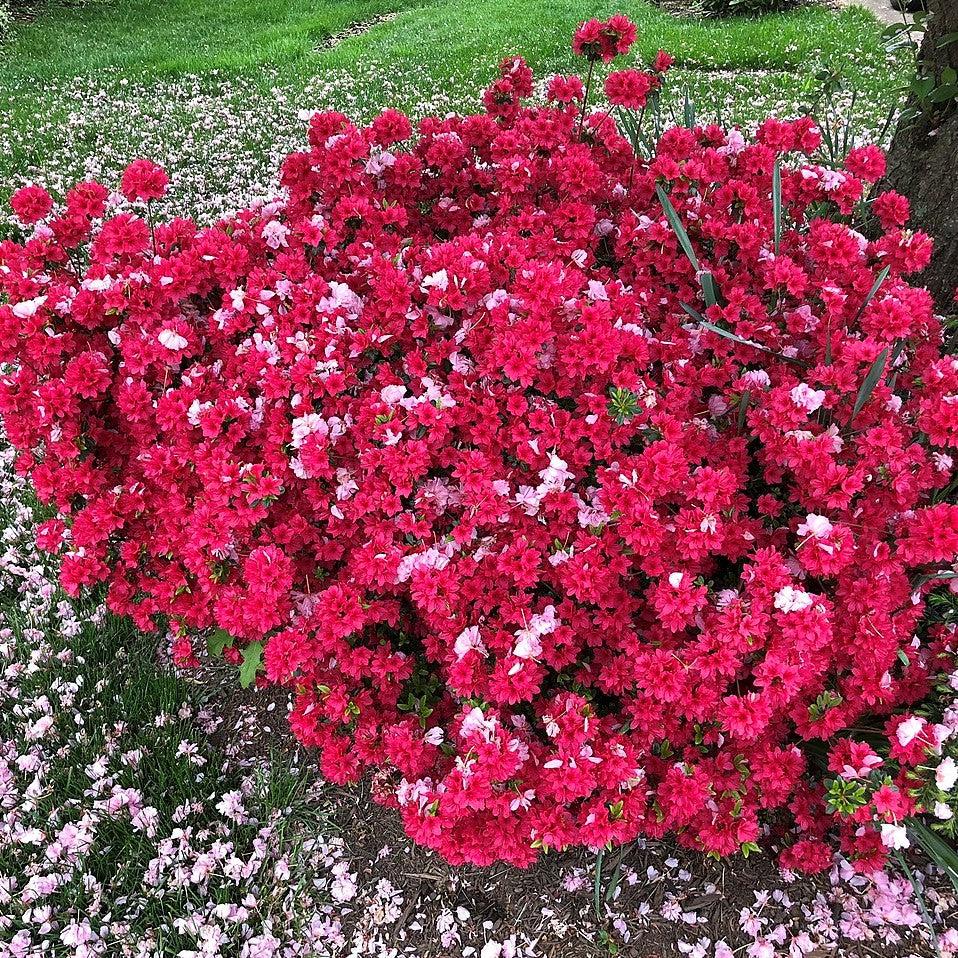 Azalea x kurume 'Christmas Cheer' ~ Christmas Cheer Azalea-ServeScape