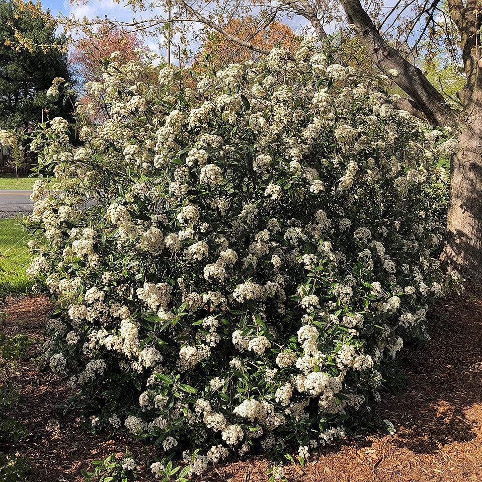 Viburnum rhytidophyllum ~ Leatherleaf Viburnum-ServeScape