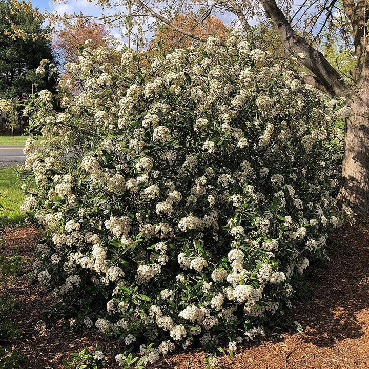 Viburnum rhytidophyllum ~ Leatherleaf Viburnum-ServeScape
