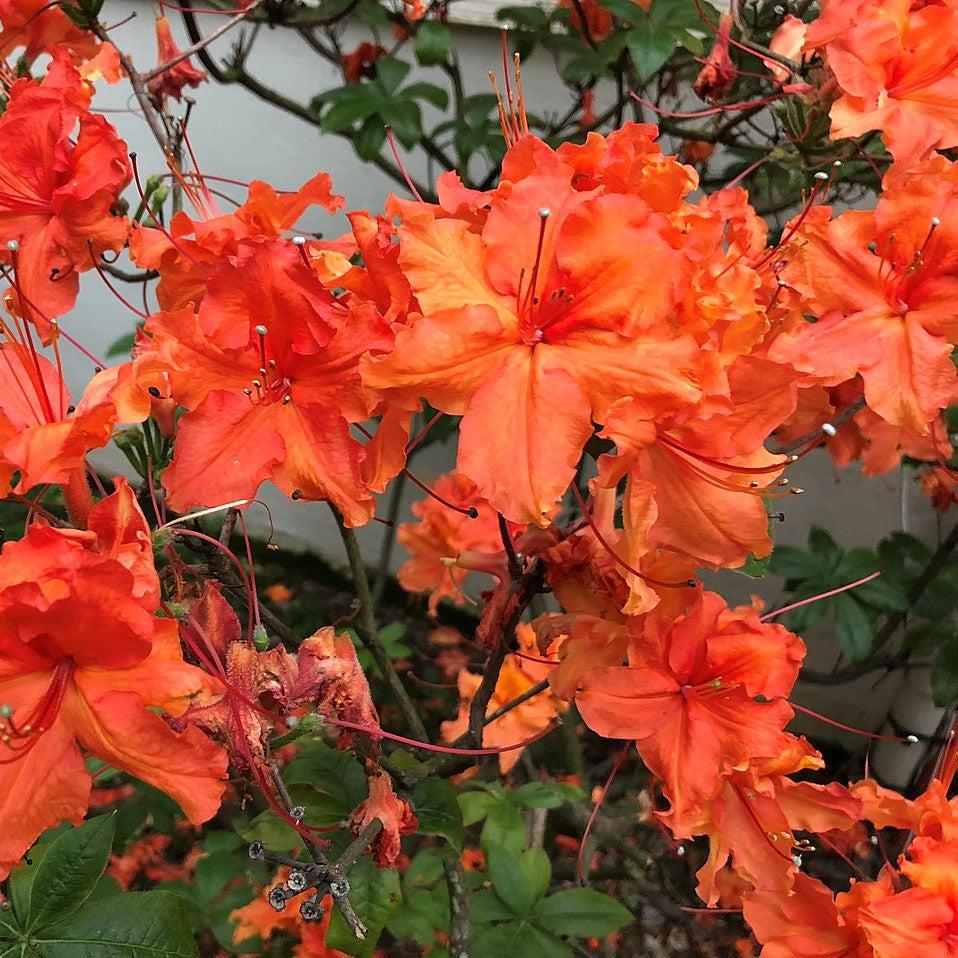 Rhododendron 'Admiral Franklin Buchanan' ~ Admiral Franklin Buchanan Native Azalea-ServeScape