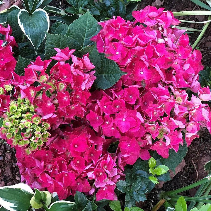 Hydrangea macrophylla 'Merritt's Supreme Pink' ~ Merritt's Supreme Hydrangea-ServeScape