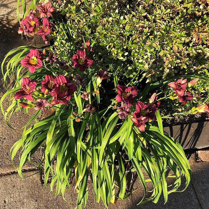 Hemerocallis x 'SPD 06-012' PP23403 ~ Jamaica Sunrise™ Daylily-ServeScape