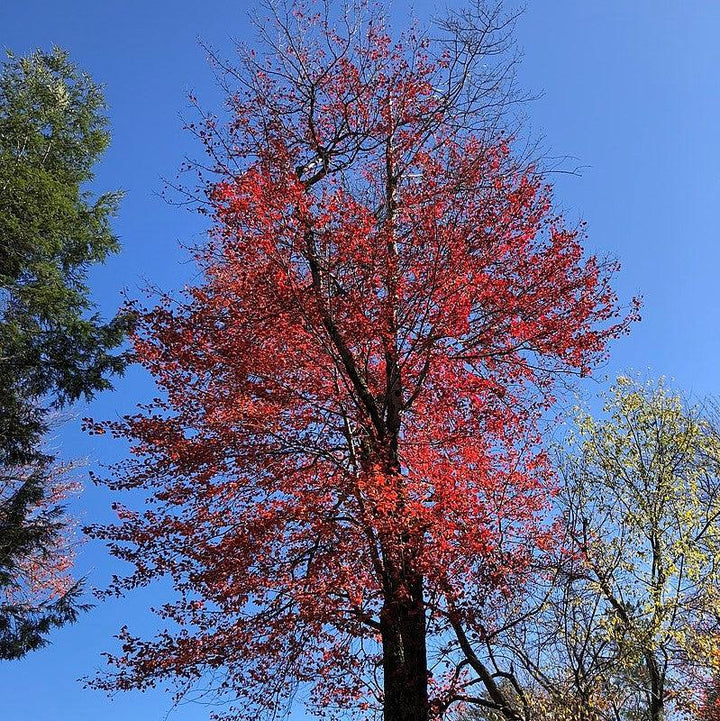 Acer rubrum 'Florida Flame' ~ Florida Flame Red Maple-ServeScape