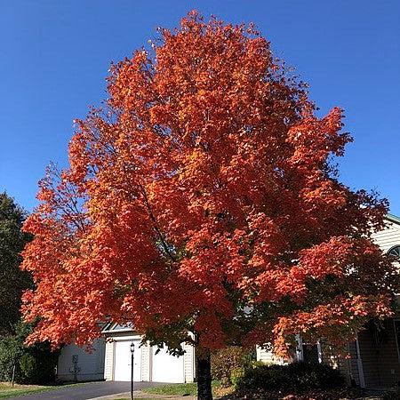 Acer saccharum 'Commemoration' ~ Commemoration® Sugar Maple-ServeScape