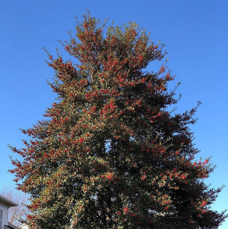 Ilex x 'Homefire' ~ Homefire Holly-ServeScape
