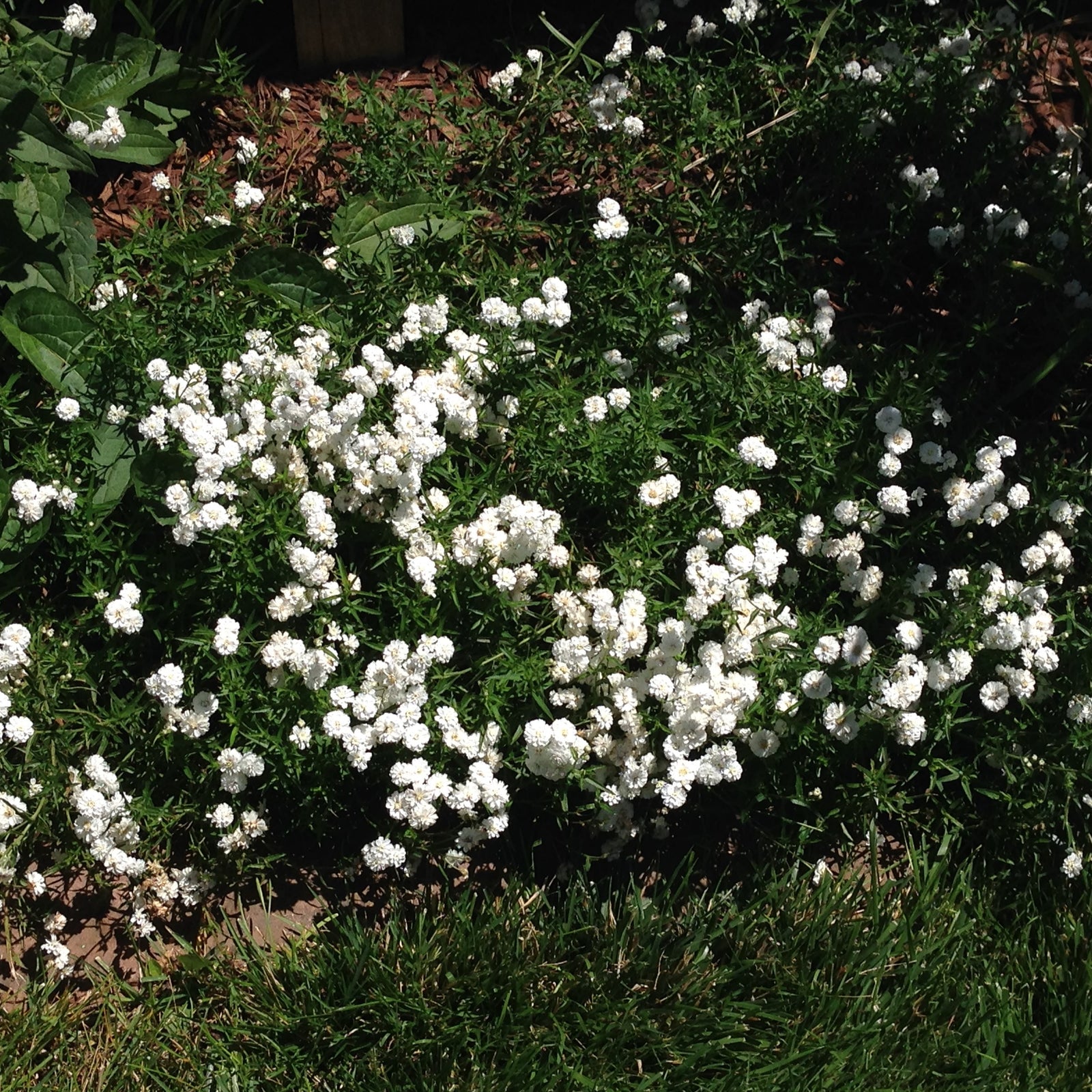 Achillea ptarmica 'Peter Cottontail' ~ Peter Cottontail Sneezewort-ServeScape