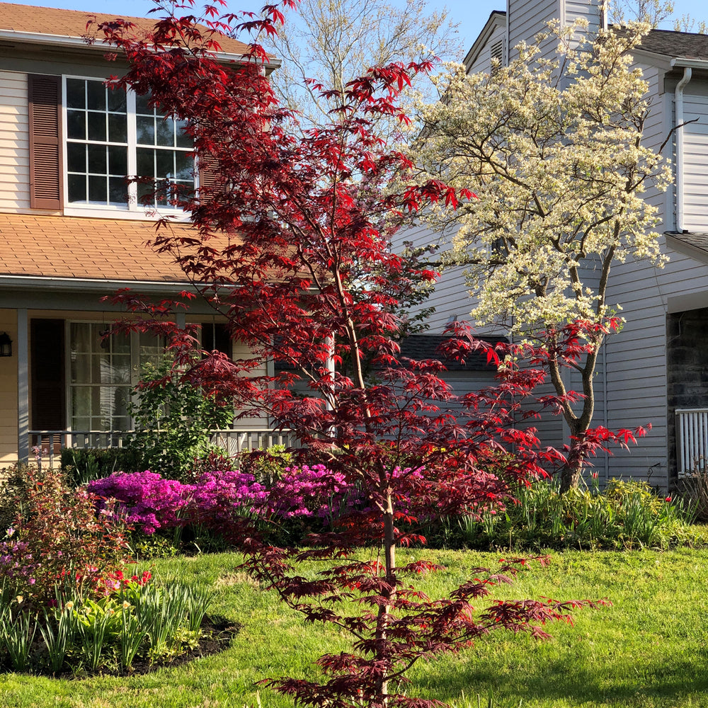 Acer palmatum 'Tsukasa Silhouette' ~ Tsukasa Japanese maple-ServeScape