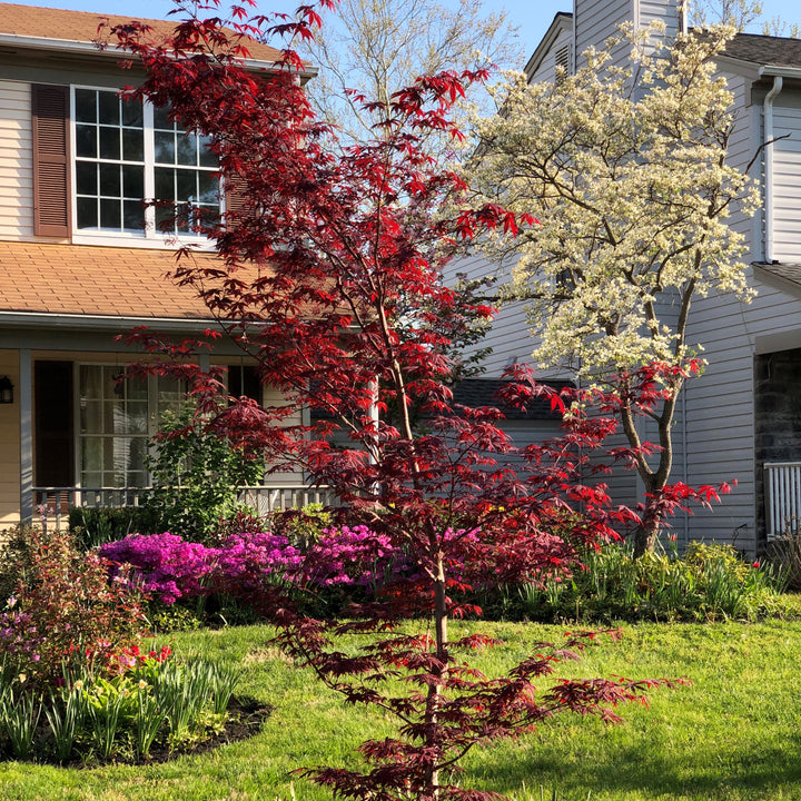 Acer palmatum 'Tsukasa Silhouette' ~ Tsukasa Japanese maple-ServeScape