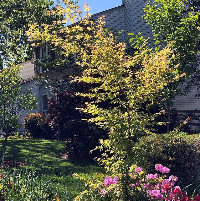 Acer palmatum 'Tsukasa Silhouette' ~ Tsukasa Japanese maple-ServeScape
