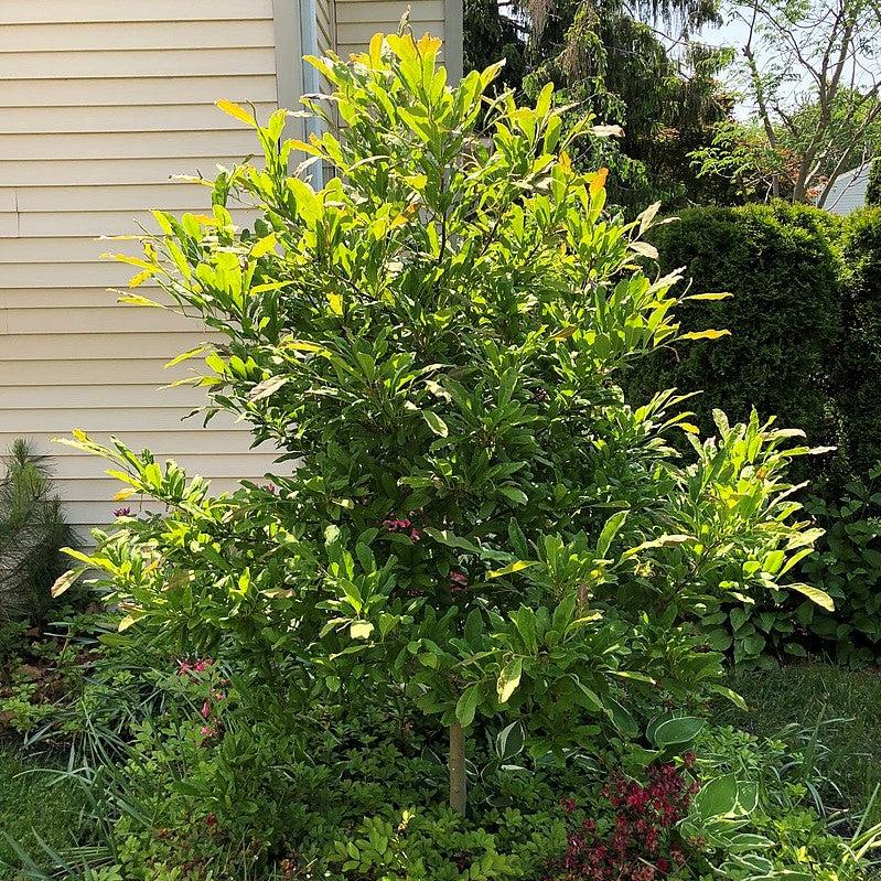 Magnolia stellata 'Centennial' ~ Centennial Star Magnolia-ServeScape