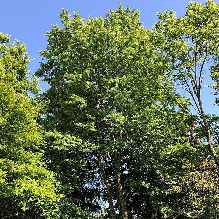 Acer rubrum 'Florida Flame' ~ Florida Flame Red Maple-ServeScape