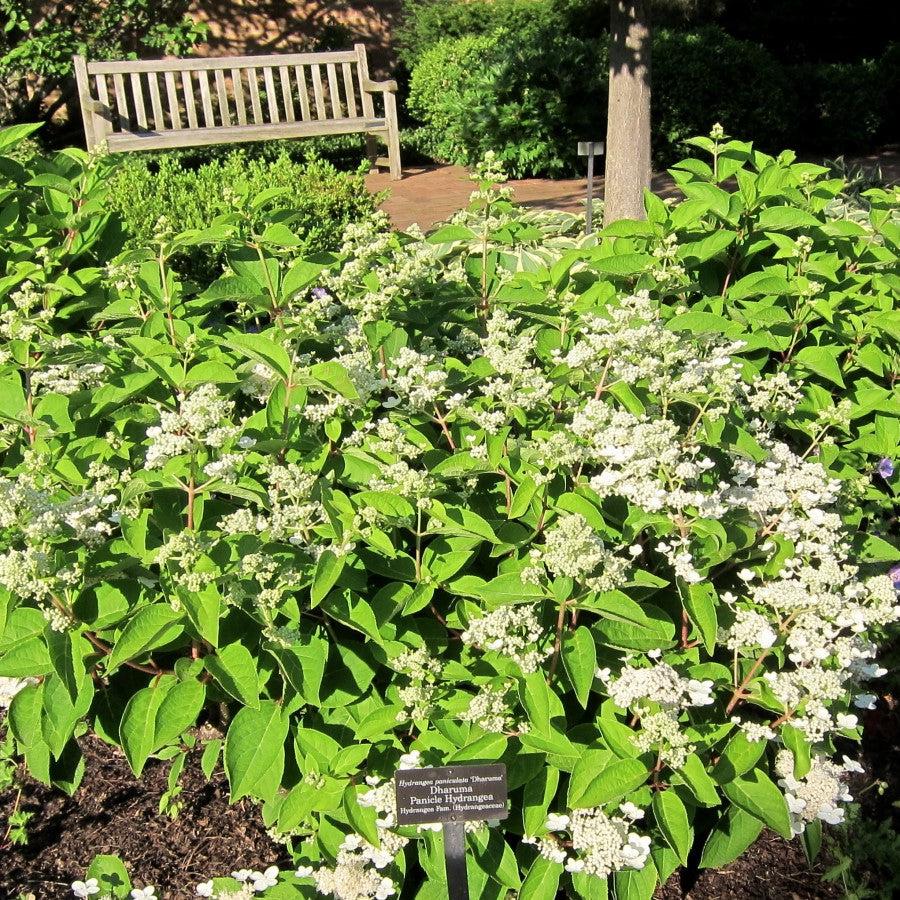 Hydrangea paniculata 'Dharuma' ~ Dharuma Hydrangea-ServeScape