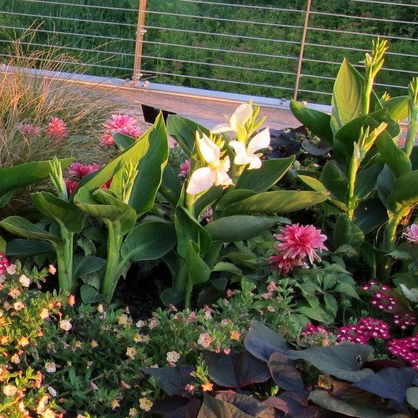 Canna x generalis 'Tropical White' ~ Tropical White Canna Lily-ServeScape