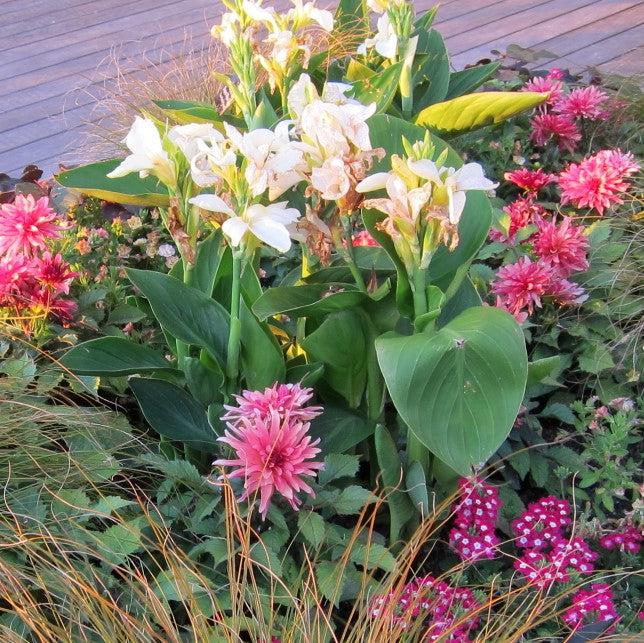 Canna x generalis 'Tropical White' ~ Tropical White Canna Lily-ServeScape