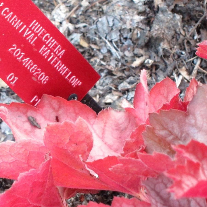 Heuchera 'Carnival Watermelon' ~ Carnival Watermelon Coral Bells-ServeScape