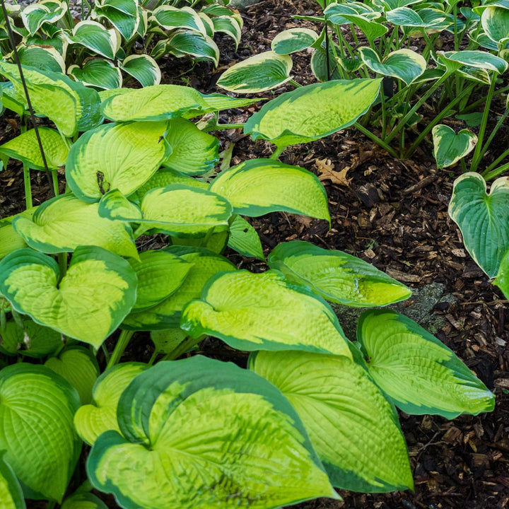 Hosta x 'Brother Stefan' ~ Brother Stefan Hosta-ServeScape