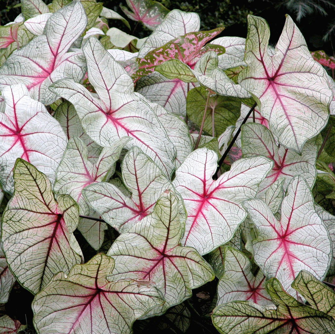 Caladium 'White Queen' ~ White Queen Caladium-ServeScape