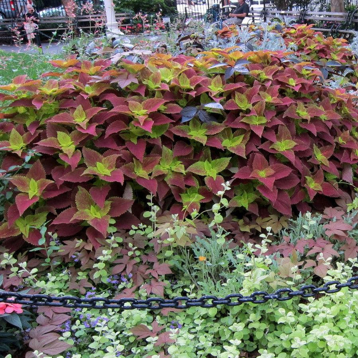 Solenostemon scutellarioides ‘Alabama Sunset’ ~ Alabama Sunset Coleus-ServeScape