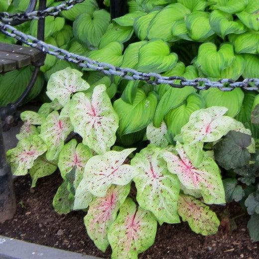 Caladium 'Miss Muffet' ~ Miss Muffet Caladium-ServeScape