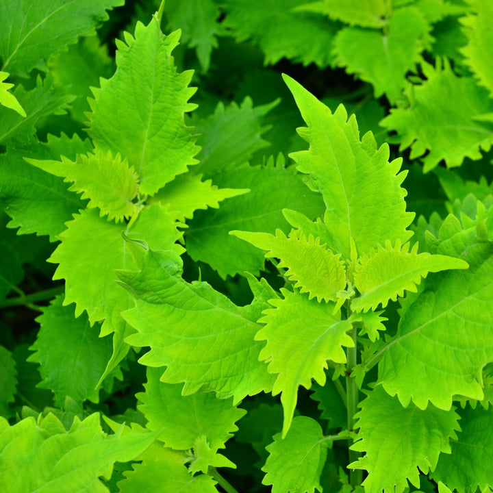Solenostemon scutellarioides ‘UF0843’ ~ Wasabi Coleus-ServeScape