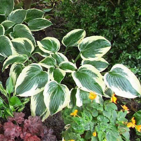 Hosta 'Robert Frost' ~ Robert Frost Hosta-ServeScape