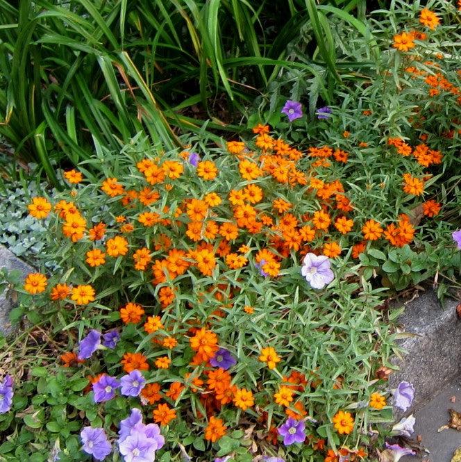 Zinnia angustifolia ‘Star Orange’ ~ Star Orange Zinnia-ServeScape