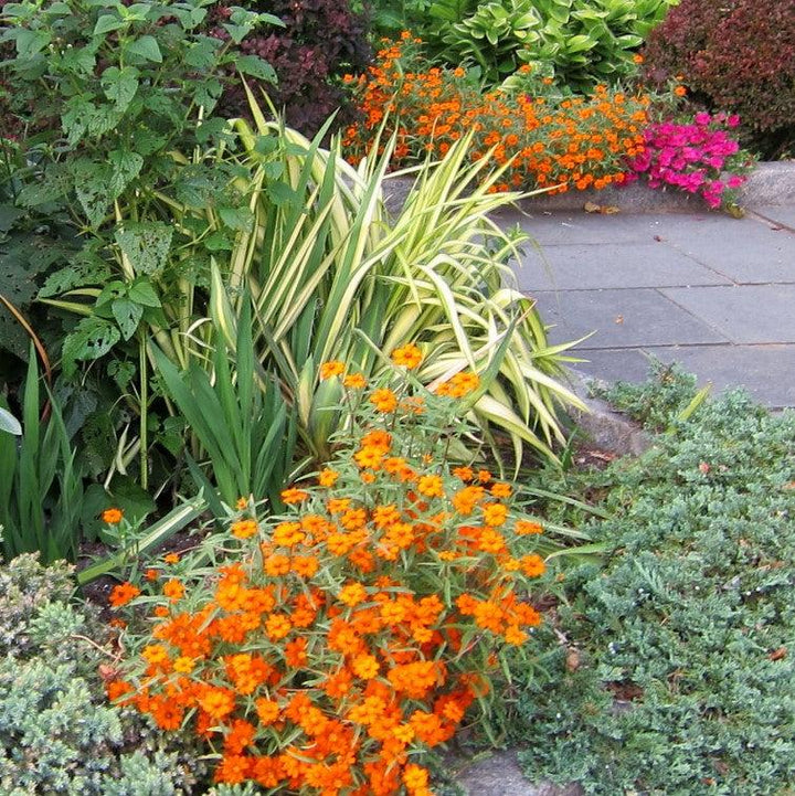Zinnia angustifolia ‘Star Orange’ ~ Star Orange Zinnia-ServeScape