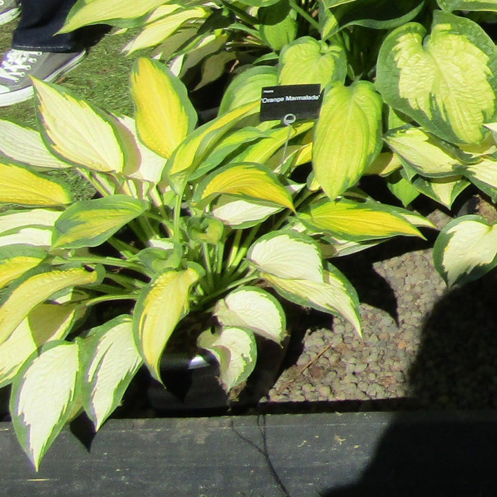 Hosta 'Orange Marmalade' ~ Orange Marmalade Hosta-ServeScape
