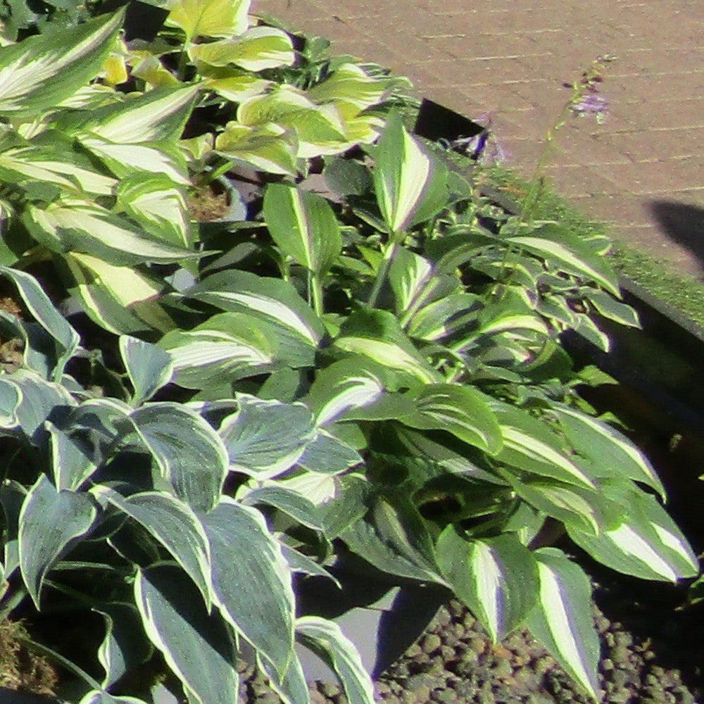 Hosta x 'Striptease' ~ Striptease Hosta-ServeScape