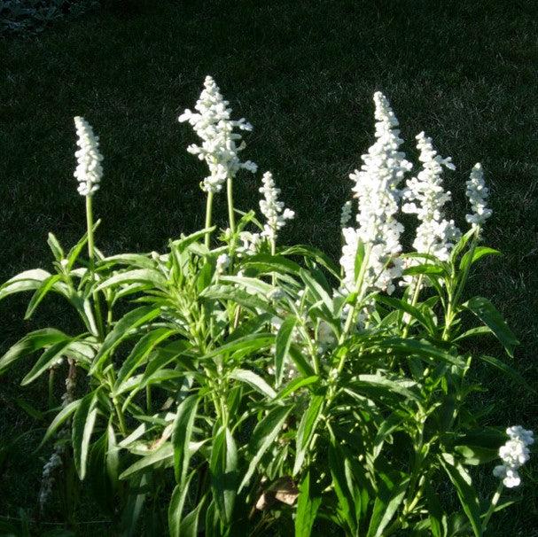 Salvia farinacea 'Cathedral White' ~ Cathedral® White Salvia-ServeScape