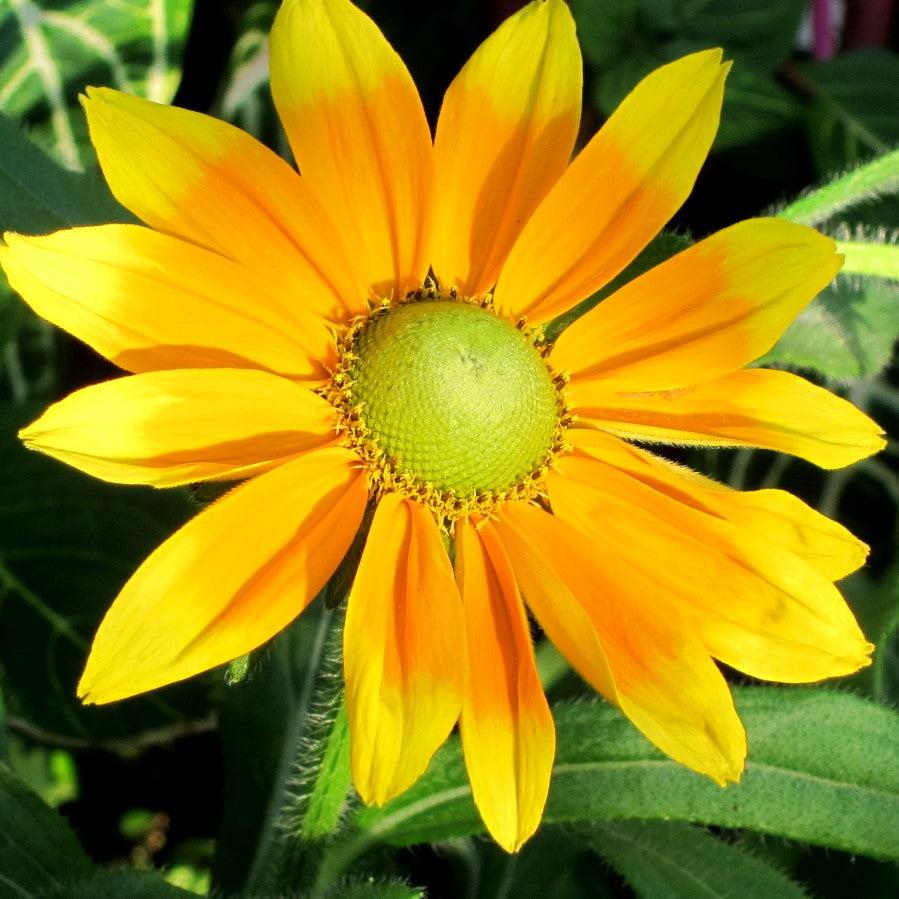 Rudbeckia hirta 'Prairie Sun' ~ Prairie Sun Black-Eyed Susan-ServeScape