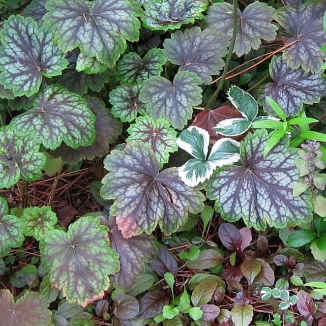 Heuchera americana 'Dale's Strain' ~ Dale's Strain Coral Bells-ServeScape