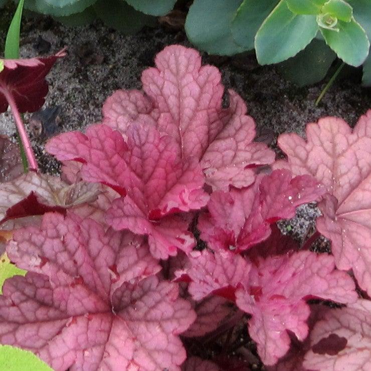 Heuchera villosa 'Berry Smoothie' ~ Berry Smoothie-ServeScape