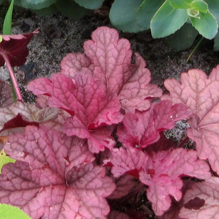 Heuchera villosa 'Berry Smoothie' ~ Berry Smoothie-ServeScape